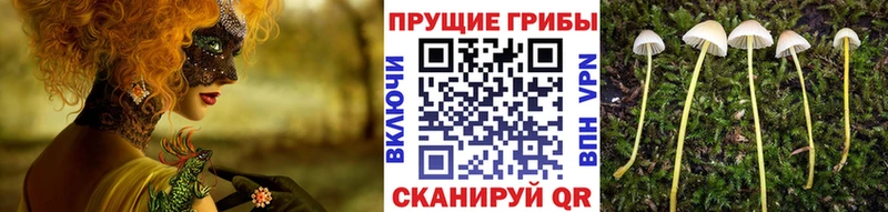 Галлюциногенные грибы Psilocybe  Волгодонск 