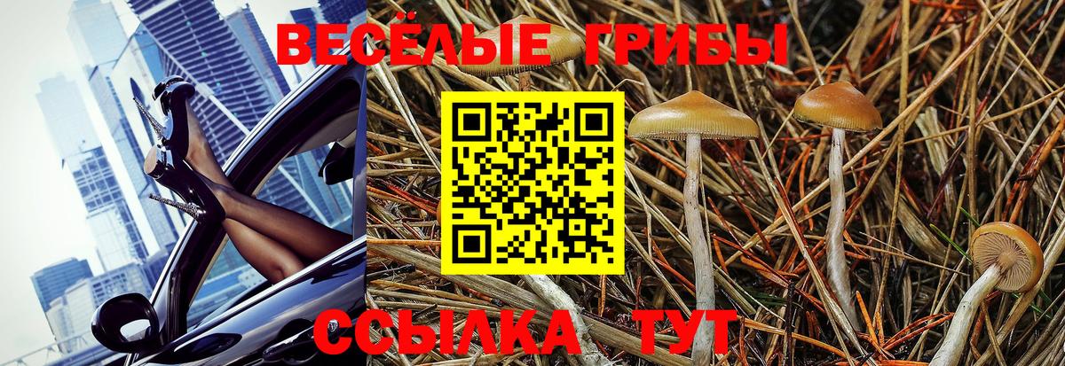 как найти наркотики  Вход с VPN  Волгодонск  Псилоцибиновые грибы GOLDEN TEACHER 
