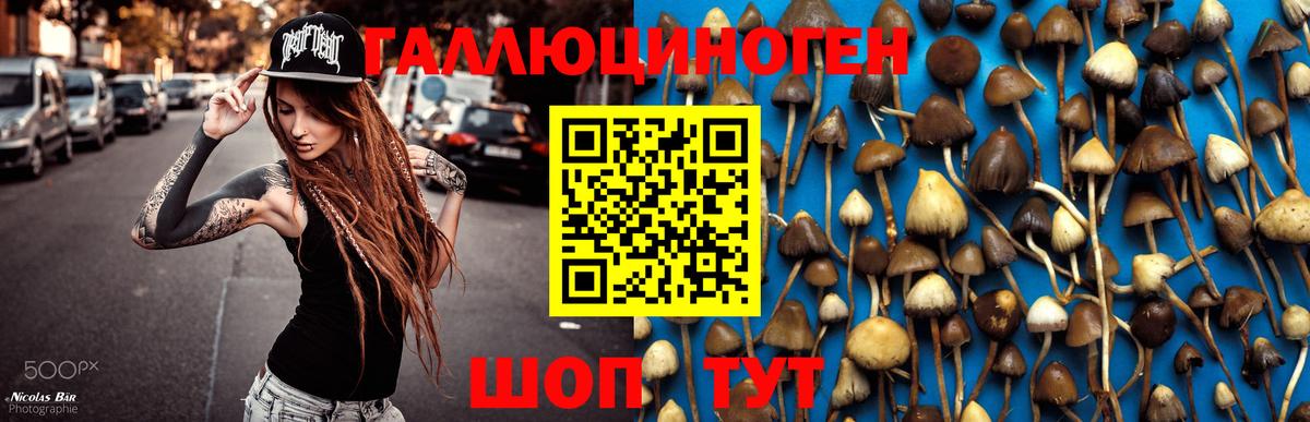 Псилоцибиновые грибы Cubensis Волгодонск